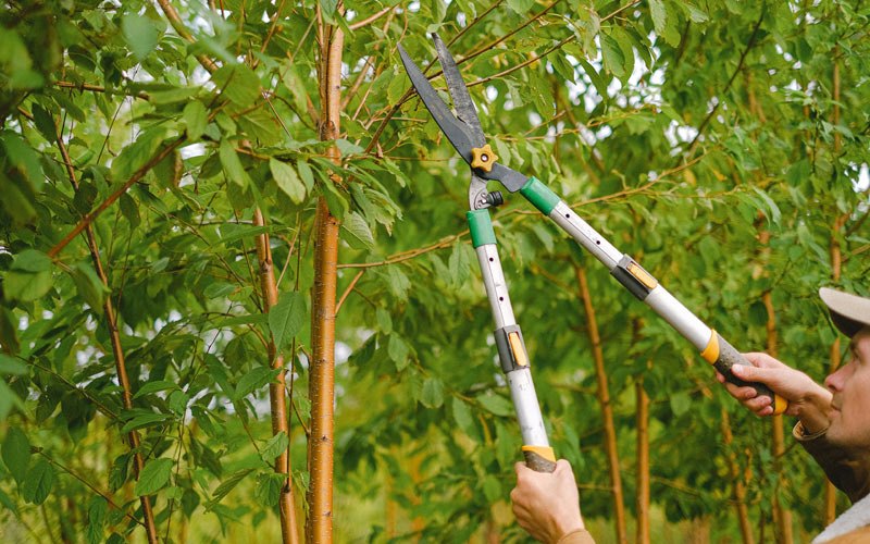 Tree trimming in Pence Springs, WV